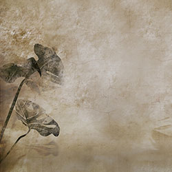 �걳��-ԭ�����Ʊڻ� CG-NDC5169