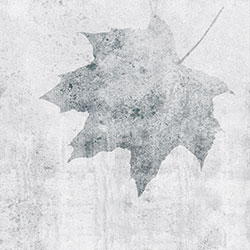 ��Ҷ-ԭ�����Ʊڻ� CG-NDC5050