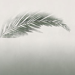 ���-ԭ�����Ʊڻ� CG-NDC5162