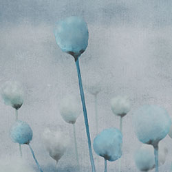 ���-ԭ�����Ʊڻ� CG-NDC5175