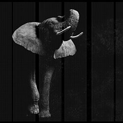 ����-ԭ�����Ʊڻ� CG-NDC5186