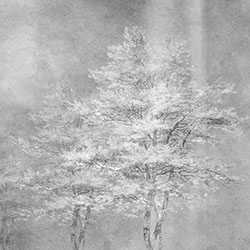 ��ڡ-ԭ�����Ʊڻ� CG-NDC5221